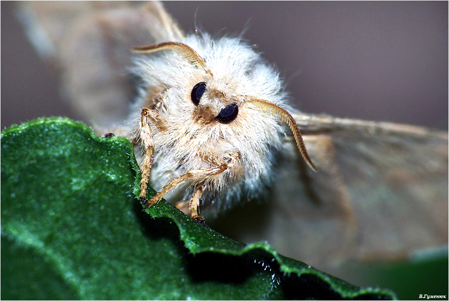 Malacosoma Neustria гусеница бабочка